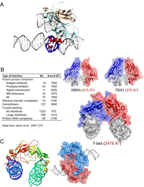 Fig. 2. The DNA binding domain of T-bet forms a dimer that cross-links two independent DNA strands