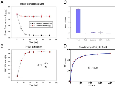 Fig. 4. FRET experiments confirm T-bet can synapse DNA in vitro. (A) Titration of FAM- and TAMRA-labeled DNA with T-bet