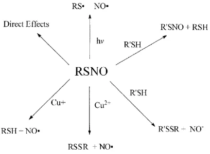 Figure 11.  Biological activity of RSNOs 60 . 