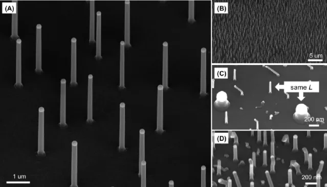 Figure 2-4: (A) 45° perspective view of the Si NWs grown after 2.5 hrs of 3.5×10 -5 mbar  Si 2 H 6  injection at 540°C