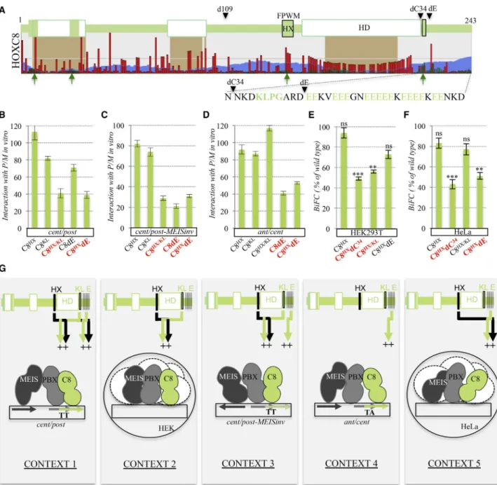 Figure 5. Deciphering Alternative TALE Interaction Properties in the Central Human HOXC8 Protein