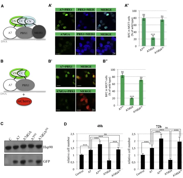 Figure 6. Role of the GAGA Motif on HOXA7 Proliferative Activities in MCF7 Cells