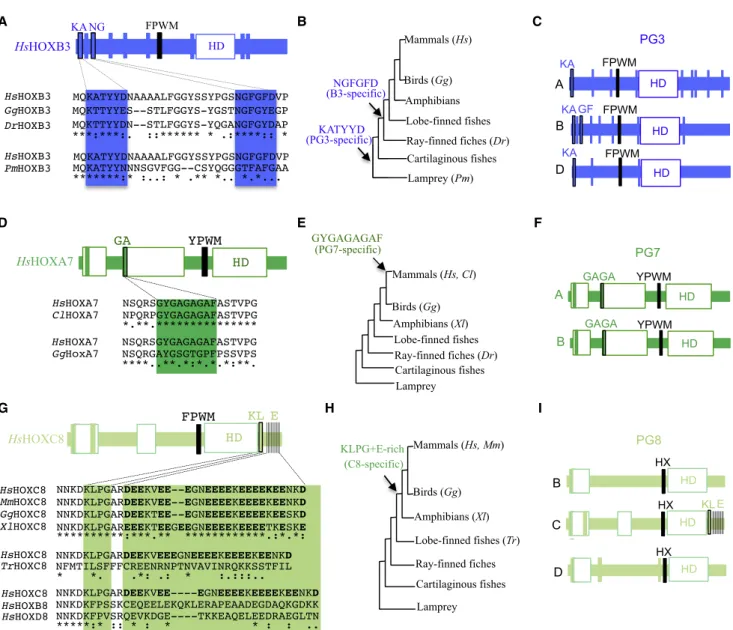Figure 7. Sequence Conservation of TALE-Binding Sites in Vertebrate HOX Proteins