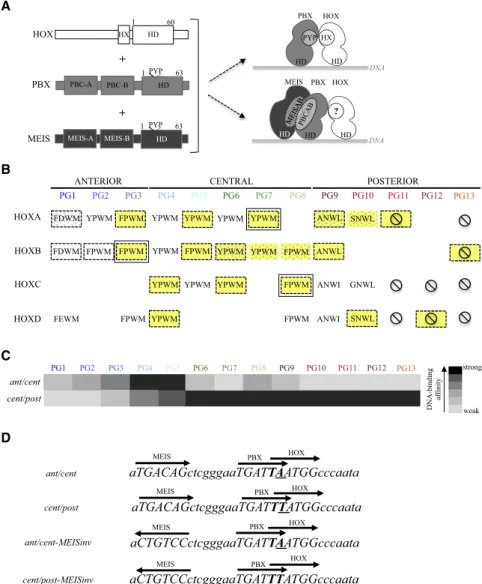 Figure 1. Assessing HOX-TALE Interaction Properties among All Mammalian HOX  Pa-ralog Groups