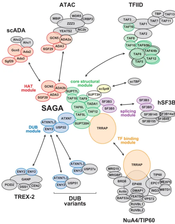Figure 1. Schematic illustration of the composition of SAGA and the sharing of its components  with other regulatory complexes.