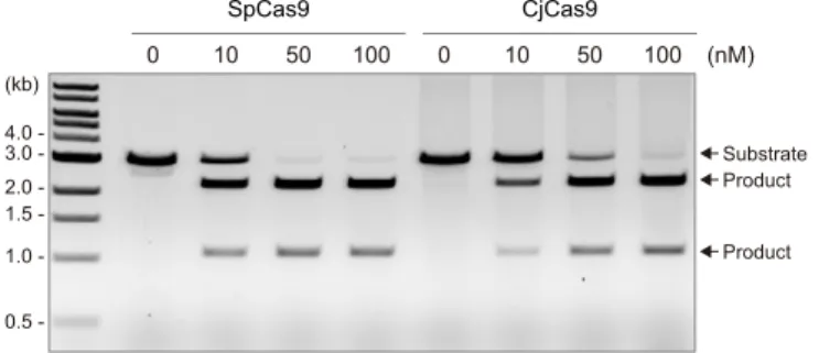 Figure S6. Comparison of the DNA cleavage activities of CjCas9 and SpCas9