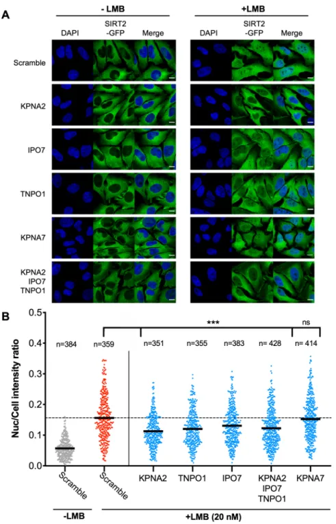 Figure 3.  Importins KPNA2, TNPO1 and IPO7 mediated basal nuclear import of SIRT2. (A) Images of HeLa  cells stably expressing SIRT-GFP (green) and transfected with stated siRNAs were left untreated or treated with  LMB (20 nM) for 1 hour
