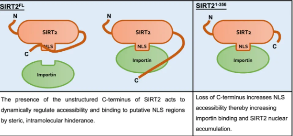 Figure 6.  Schematic model of C-terminus mediated regulation of SIRT2 importin binding and nuclear import