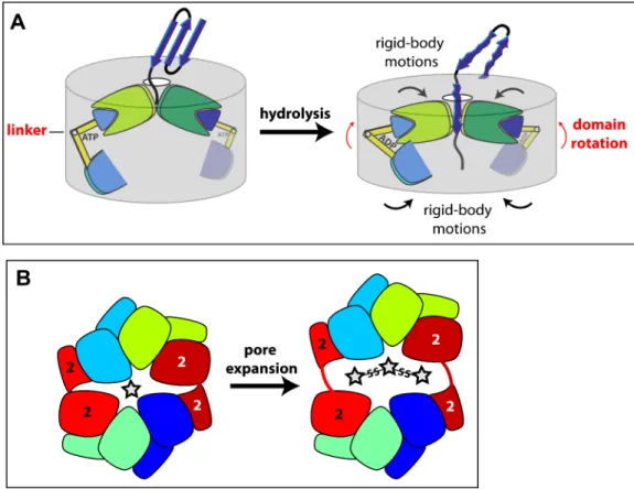Figure 6. Models for protein unfolding and pore expansion