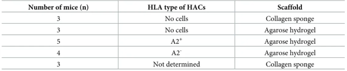 Table 1. Combinations between scaffolds and human articular chondrocytes for implantation in HLA-A2 + hu- hu-mice.