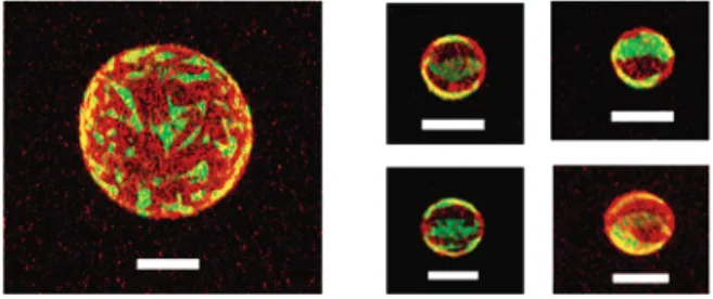 Figure 2. Normalized size distributions of spherical and spheroidal GUVs. Spheroidal GUVs tend to be smaller in size than the spherical GUVs