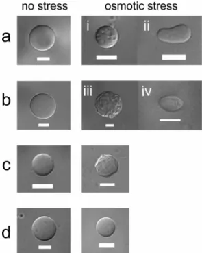 Figure 8. Fluorescence micrographs of GUVs encapsulating fluores- fluores-cein. (a - c): GUVs incubated in streptavidin protein solution
