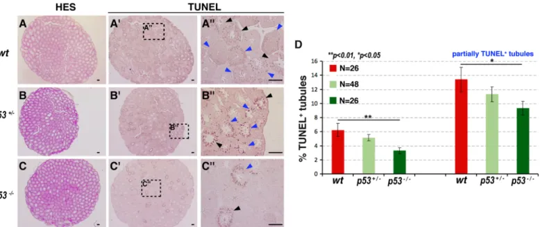 Fig 6. Germ cells in the testes of p53-deficient mice are resistant to heat-induced necrosis