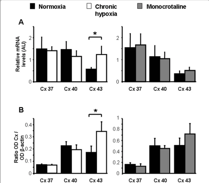 Figure 1 Expression of Cx 37, 40 and 43. A shows mean values ± S.E.M. of relative mRNA expression levels measured by quantitative RT-PCR in pulmonary arteries from N rats (normoxia, black column, n = 4 - 5), chronic hypoxic rats (chronic hypoxia, white col