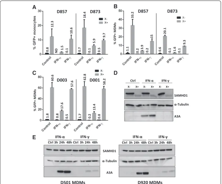 Figure 1 Vpx poorly rescues HIV-1 transduction in IFN- α -primed monocytes/MDMs despite SAMHD1 degradation