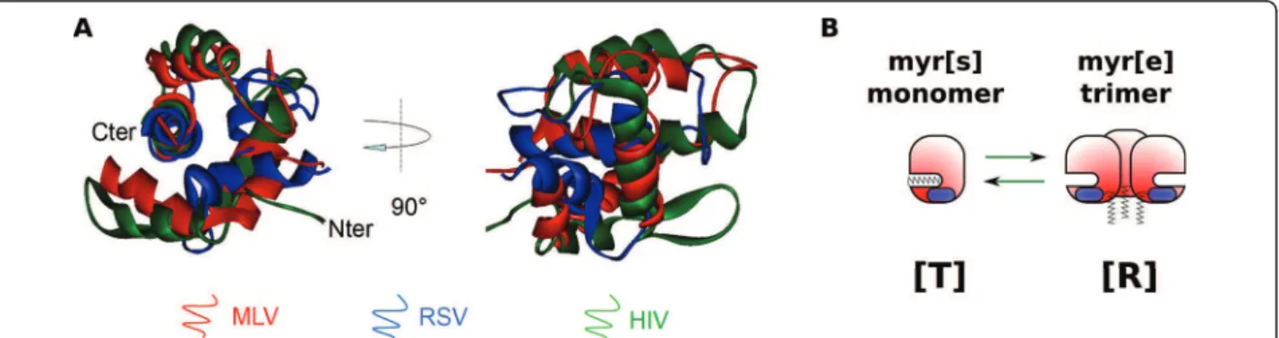 Figure 1 A structural overview of retroviral MAs. (A): Structural superimposition of MLV (1MN8), RSV (1A6S) and HIV (1TAM) MA proteins.