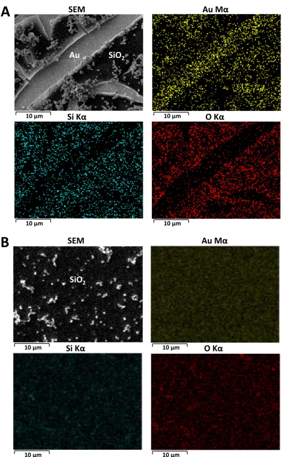 Figure 1. SEM micrographs and EDX mapping (Au, Si and O elements) of mesoporous silica thin films  deposited  by  EASA  on (A)  bare  Au  electrode  or (B)  MPTMS-treated  Au  electrode  (1  min  in  0.1  mM  MPTMS in ethanol)