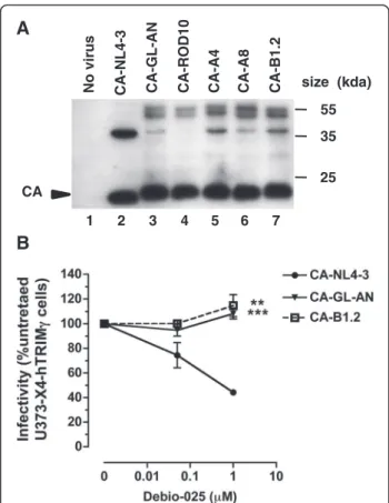 Figure 2 CA proteins expression and sensitivity of chimeric viruses to Debio-025. (A) Western blotting