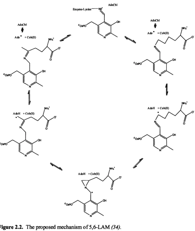 Figure  2.2.  The proposed mechanism  of 5,6-LAM  (34).