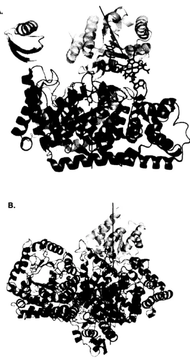 Figure 2.4.  A.  The  structure of 5,6-LAM  in its resting  form, with AdoCbl 25  angstroms away from the active site  (1)