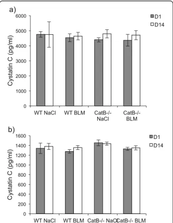 Fig. 2 Cystatin C immunoassay. Dosage of immunoreactive cystatin C was performed after BLM (or saline solution) administration to wild-type and CatB-deficient mice (see legend to Fig
