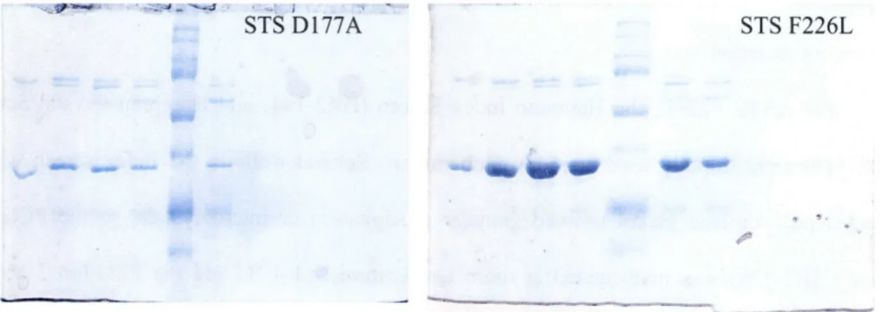 Figure  2.2 - SDS  PAGE  of crSTS mutants  after Mono  Q chromatography
