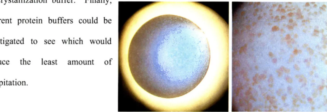 Figure  2.5  - Izit staining  of crSTS  F226L  Index 35 2.3  Crystallization  experiments  with wild-type  C