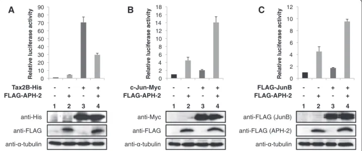 Figure 7 APH-2 and Tax2B modulate the activity of the collagenase promoter. 293T cells were transfected with the reporter plasmid pCollagenase-Luc and the indicated expression vectors
