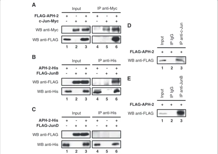 Figure 2 APH-2 interacts with c-Jun and JunB in vivo. 293T cells were transiently transfected with the indicated expression plasmids