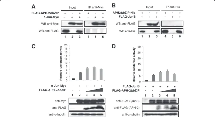 Figure 3 APH-2 Δ bZIP does not interact with c-Jun and JunB and fails to stimulate their transcriptional activity