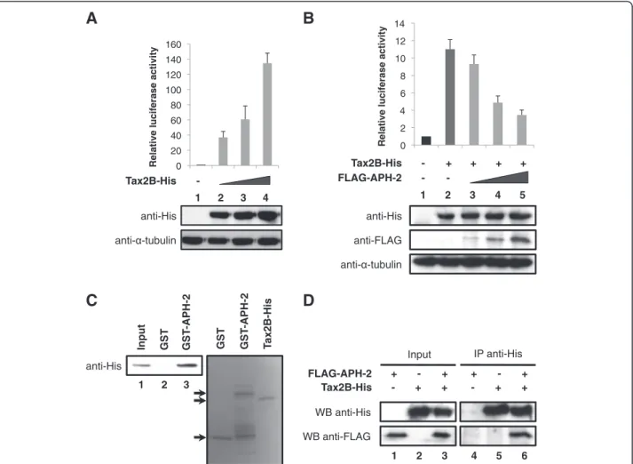 Figure 4 APH-2 interacts with Tax2B and inhibits Tax2B-mediated activation of AP-1. (A and B) APH-2 neutralizes the stimulatory effect of Tax2B on AP-1 activity