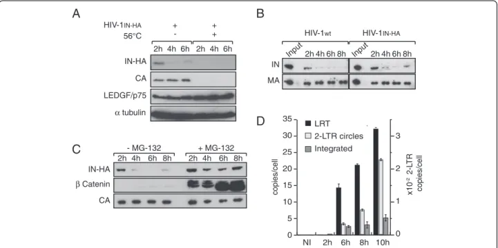 Figure 1 IN is rapidly degraded in a proteasome-dependent manner during early steps of HIV-1 replication