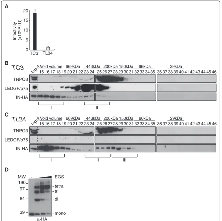 Figure 7 IN complex II depends on LEDGF/p75. (A) LEDGF/p75-knock-down SupT1 cells (TL34) and control SupT1 cells (TC3) were infected with VSV-G a pseudotyped HIV-1Δenv-Luc