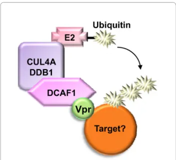 Figure 2 Model for HIV-1 Vpr mechanism of action. HIV-1 Vpr re- re-cruits the Cul4A-DDB1 ubiquitin ligase through DCAF1 binding, which  leads to the ubiquitination and inactivation of an unknown cellular  tar-get required for entry into mitosis.