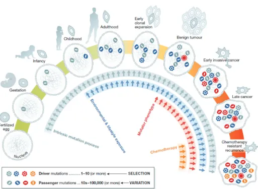 Figure 4: Cellular lineage of cancer cell. Coloured symbols represent the progressive accumulation  of somatic mutations between the fertilised egg and a fully malignant cancer cell