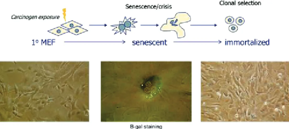 Figure 7:  Hupki MEF exposure. MEFs are exposed as primary cells to carcinogens. The cells are  propagated in culture until they reach senescence, manifested in modified cellular morphology (e.g