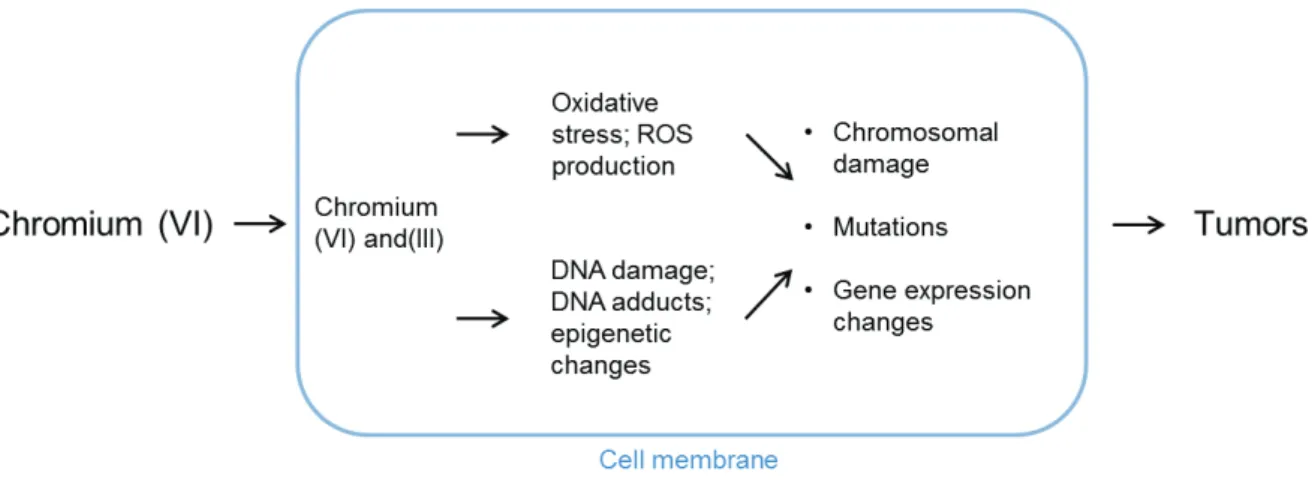 Figure 12:  Potential mechanisms of carcinogenesis upon exposure to hexavalent chromium