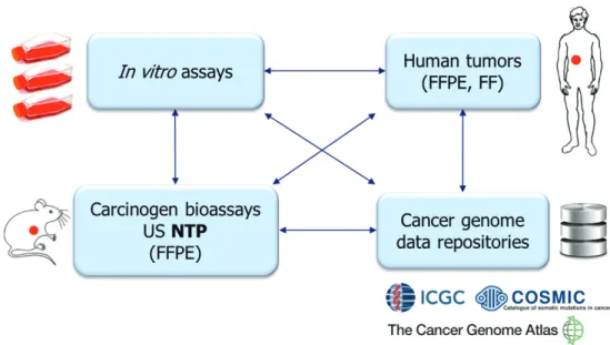 Figure 14:  The MutSpec project: a multi-system analysis of experimentally identified mutational  signatures with primary tumors (rodent and human tumors, public human cancer data repositories)