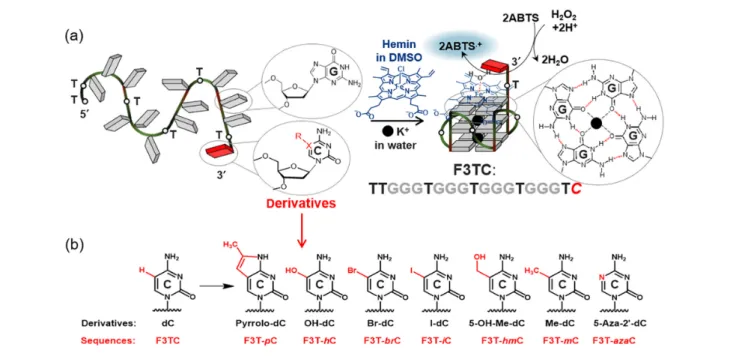 Figure 1 | Schematic illustration of the G4-DNAzyme. (a) F3TC used as a model sequence
