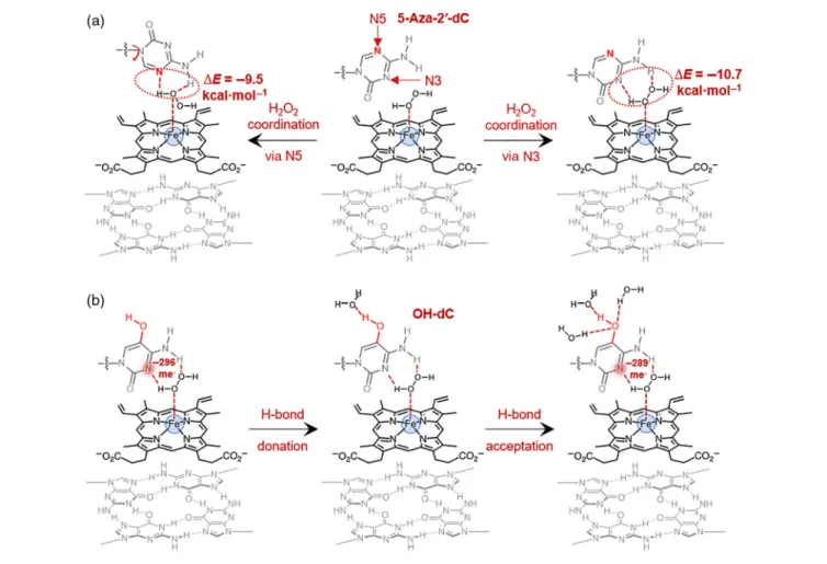 Figure 5 | Schematic representation of the double coordination for (a) 5-Aza-2 ′ -dC in G4-DNAzyme with H 2 O 2 and (b) the hydrogen bonds formed between OH-dC in G4-DNAzyme and H 2 O