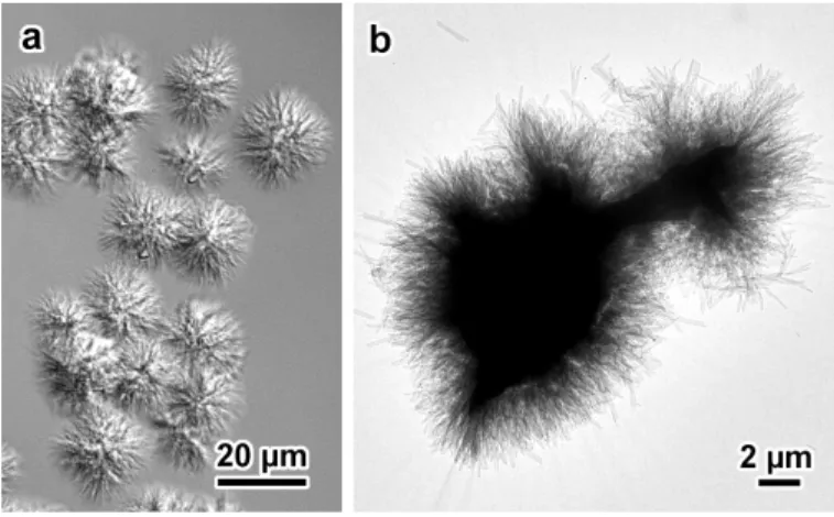 Figure 1. a) Interference contrast optical micrograph and b) low-magnification TEM image of  aggregates of V IBU  complexes (DP2500 amylose, C IBU  = 0.04 wt%, incubation at 75 °C)
