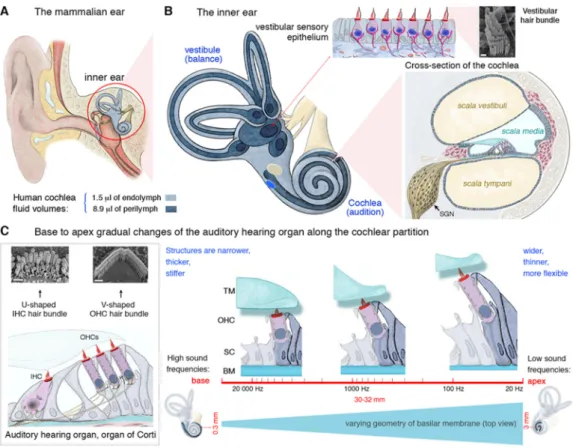 Figure 1. Mammalian inner ear anatomy and cochlear tonotopic organization. The mammalian inner  ear consists of the vestibule (balance organs), which detect linear and angular accelerations, and the  cochlea, the hearing organ, which detects sound waves