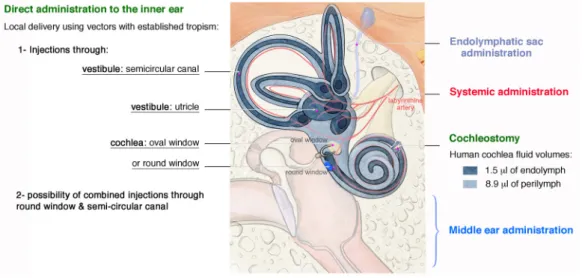 Figure 4. Delivery approaches in the inner ear. Schematic representation of the human ear, illustrating  methods used to deliver therapeutics into the inner ear