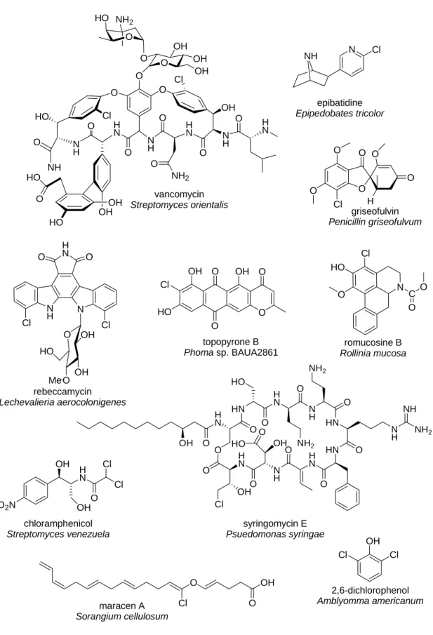 Figure I.1 Examples of chlorinated natural products.  NH N Cl epibatidine Epipedobates tricolor HO OHO OHHONHOHONHOHN OClO ONHOO NH 2 HN O NH OH O HNOClOHOHOOOHOHO NH2 OO Cl OO OOHgriseofulvin Penicillin griseofulvum N H N OOHN Cl Cl O O OH OHHOMe rebeccam