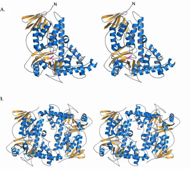 Figure II.1 Structure of RebH.  RebH is shown in cartoon representation with β-strands  in orange and α-helices in blue