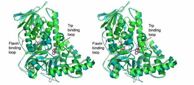 Figure II.2 Comparison of RebH and PrnA.  Stereoview of the superposition of apo- apo-RebH(cyan) with FAD- and  L -Trp-bound PrnA(green) (PDBID 2AQJ)