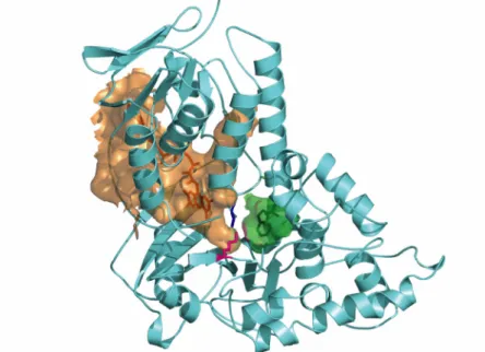 Figure II.3 Cavity analysis of  L -Trp-bound RebH.  The ribbon structure of RebH with  bound  L -Trp (green sticks) shows the central position of Lys79 (pink sticks) between the  flavin and tryptophan binding sites