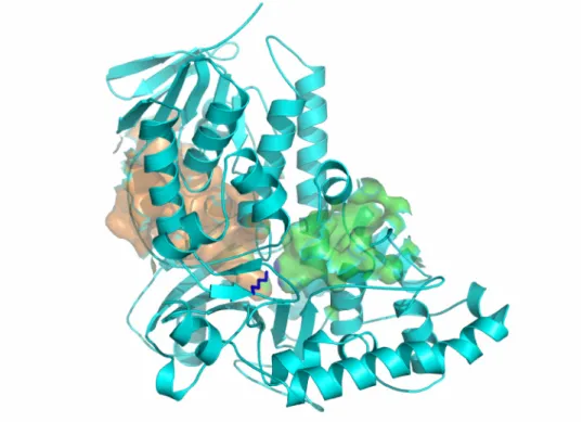Figure II.6 Solvent accessibility of apo-RebH structure.  A. Solvent accessible contact  surfaces for the flavin (orange) and tryptophan (green) binding pockets are shown