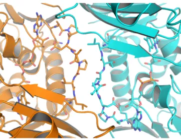 Figure II.9 Crystallographic symmetry interactions between RebH flavin binding  loops
