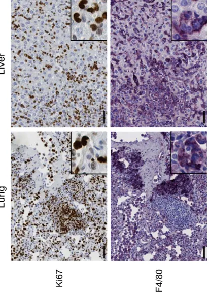 Fig1 Hatchi et al. BM cells Spleen BM  Lin- 